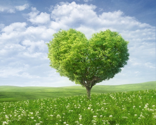 summer-heart-tree-1280x1024